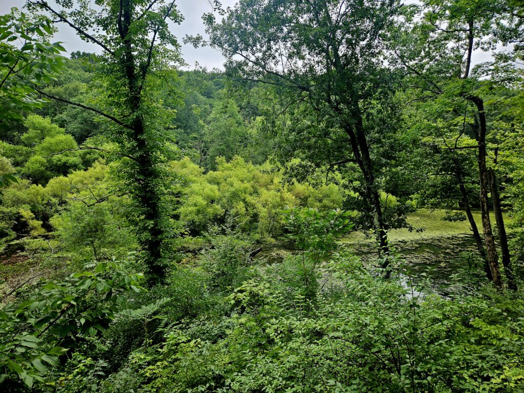 Hiking to the Filthy Green Brook Falls at Watchung Reservation 21 The overlook from the gazebo at Seeley's Pond at Watchung Reservation