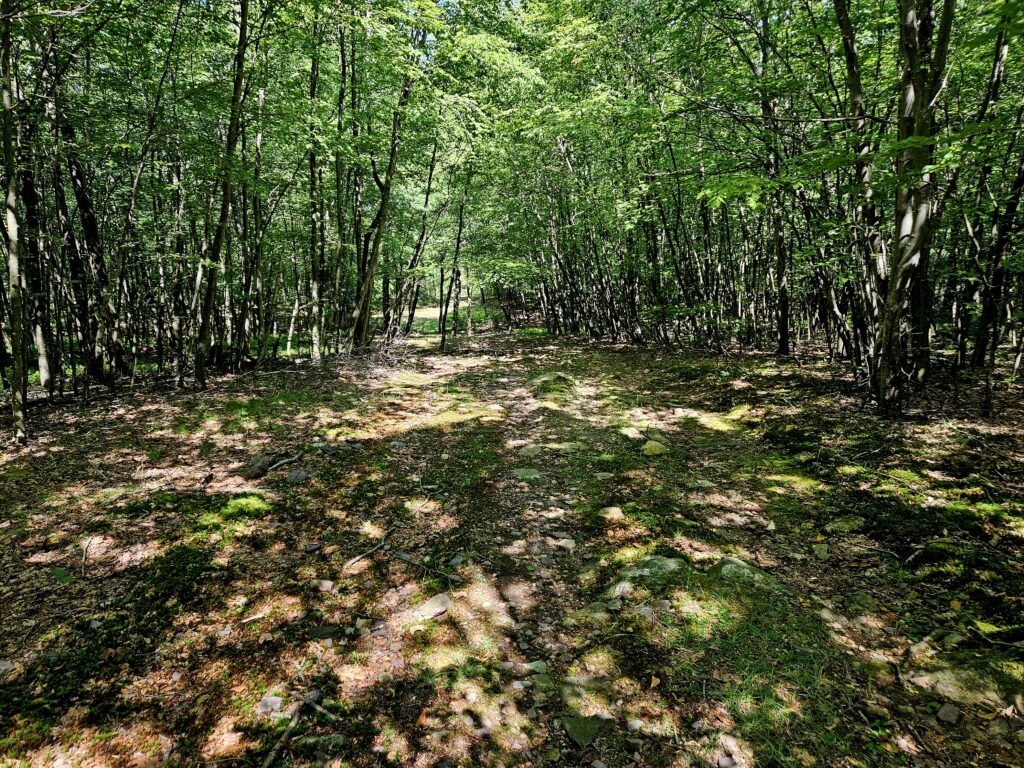 A former ski trail at Snow Bowl in Oak Ridge New Jersey