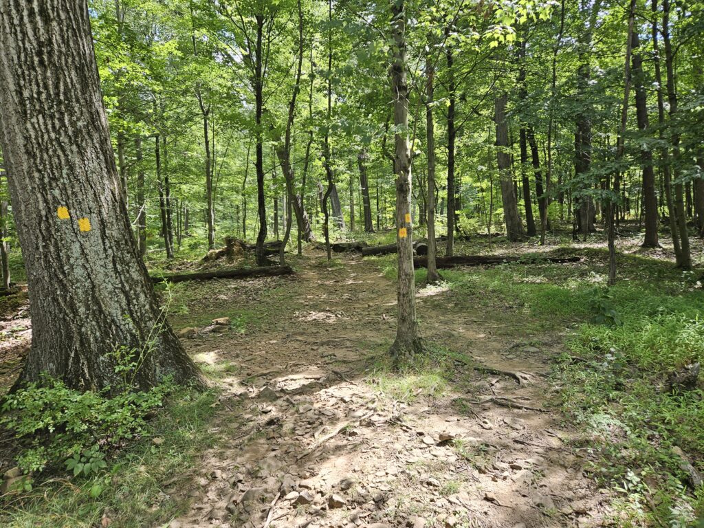 The Yellow and Yellow/Orange Trails at Washington Valley Park