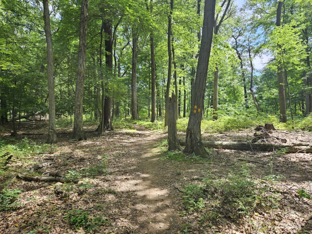A fork with the Yellow and Yellow/Orange Trails at Washington Valley Park