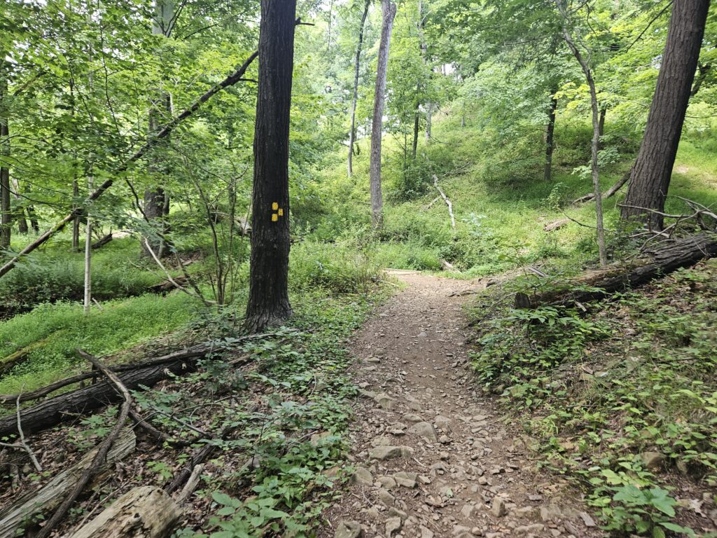 The Yellow Trail at Washington Valley Park