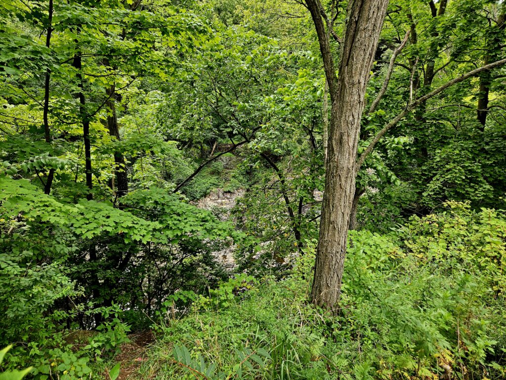 An overgrown overlook of Wetumpka Falls