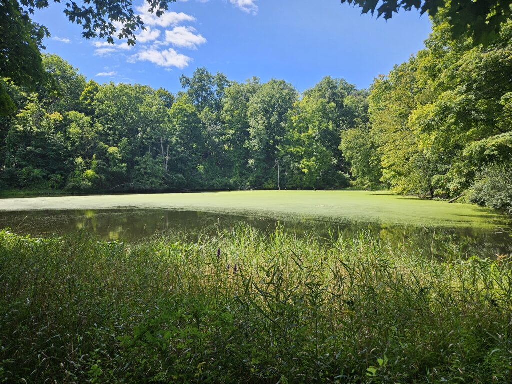 Brink Pond at Lusscroft Farm