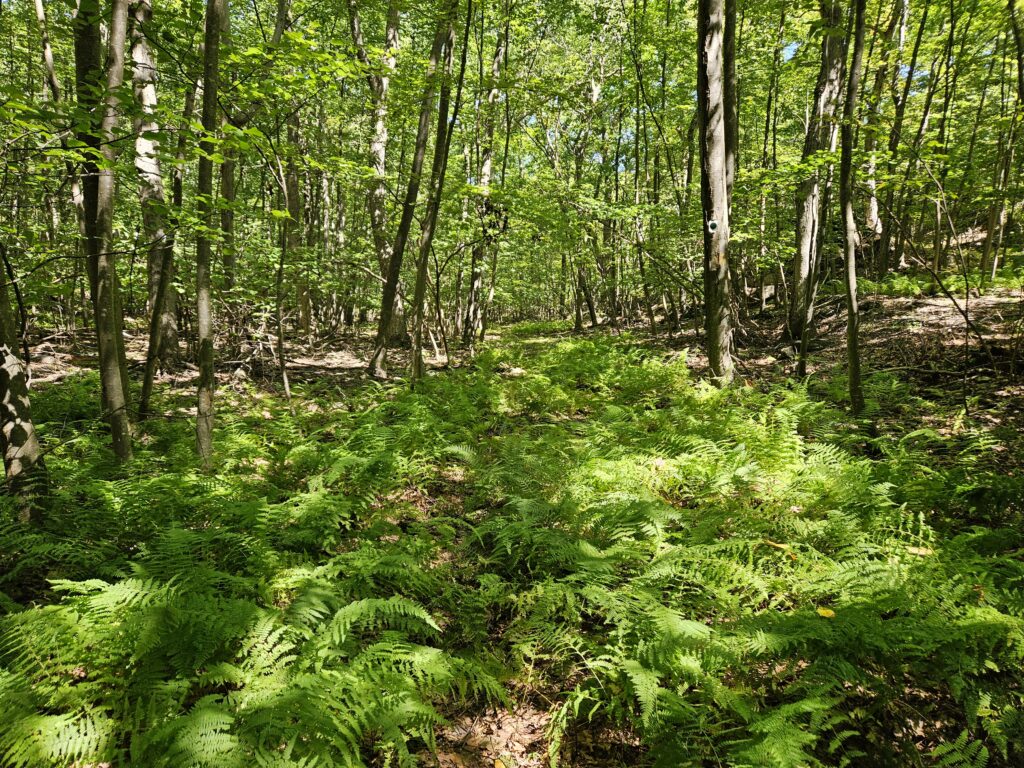 The Green Unity Trail at Lusscroft Farm