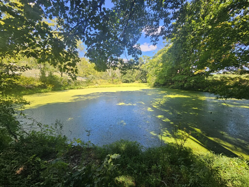 The ice pond at Lusscroft Farm