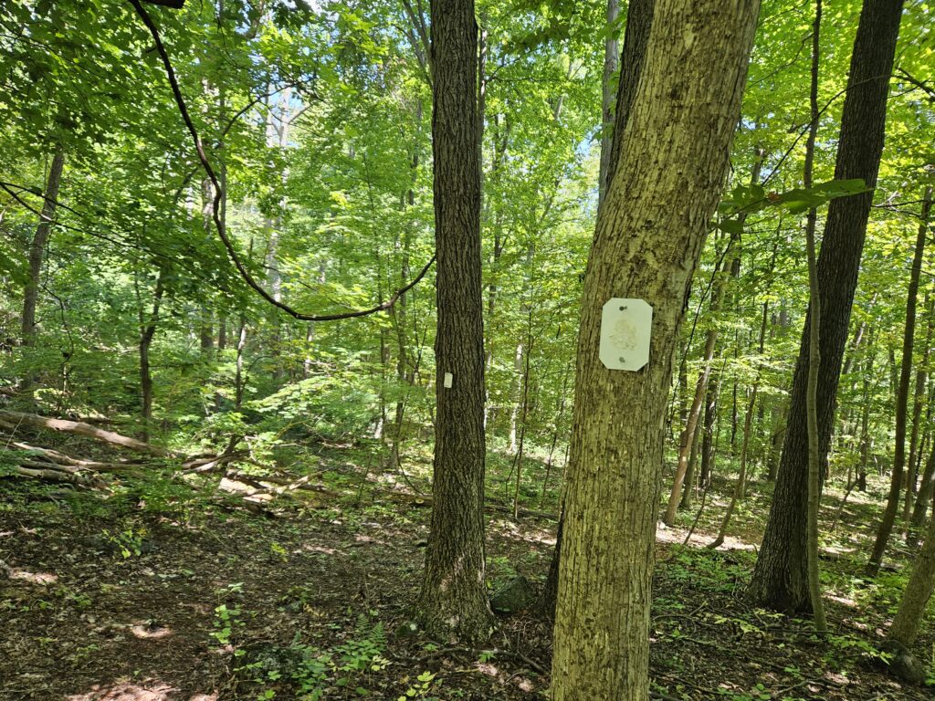 A section of the Orange Trail at Lusscroft Farm that is colorless