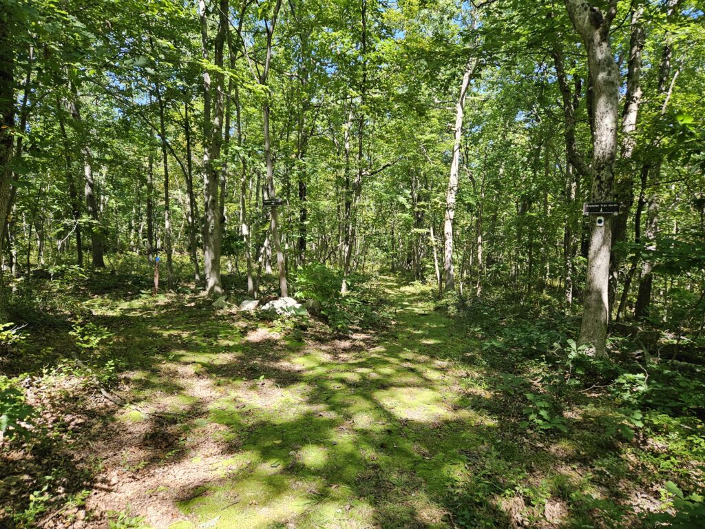 A split in the Explorer Trail at Lusscroft Farm