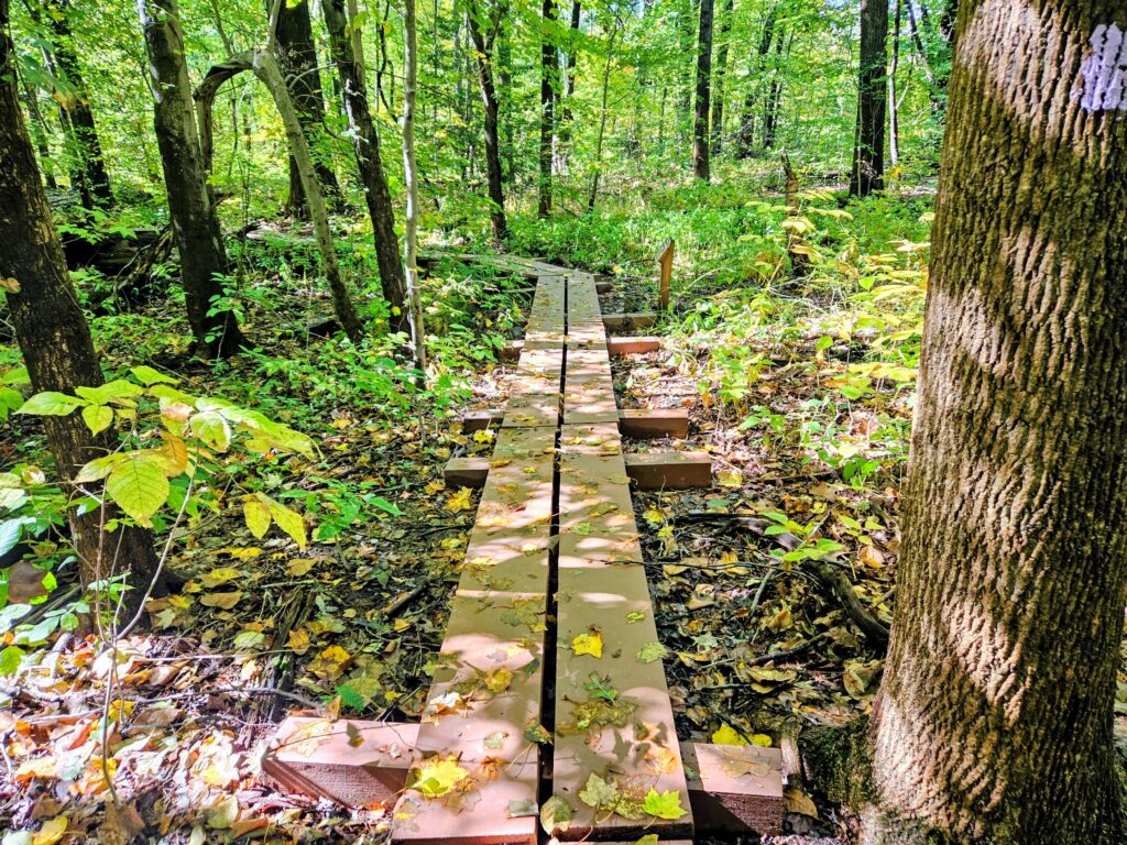 A boardwalk through the Wildflower Forest Preserve at South Mountain Reservation