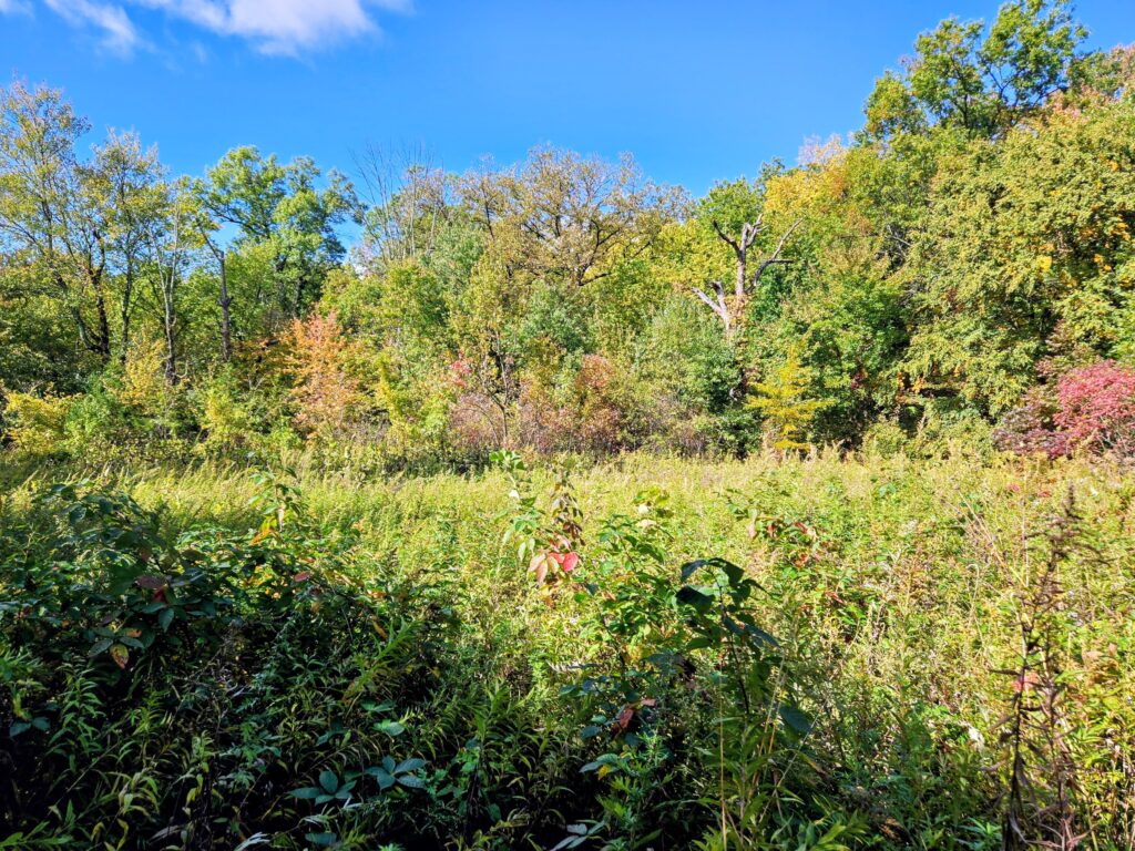 The wildflower meadow in the Wildflower Forest Preserve at South Mountain Reservation